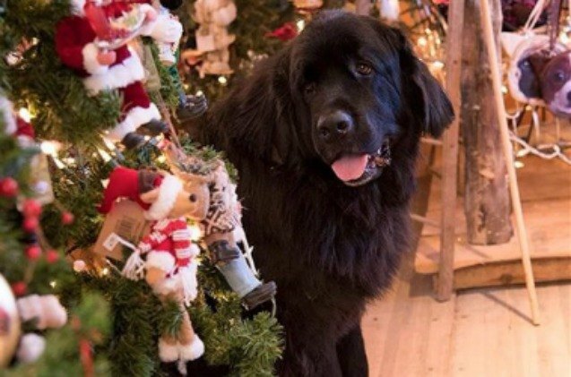 newfies bring the christmas spirit and trees on pennsylvania farm