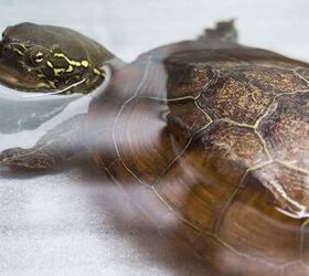 Reeves Turtle Breed Information and Pictures PetGuide