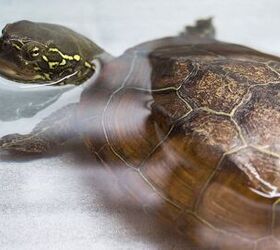 reeves turtle