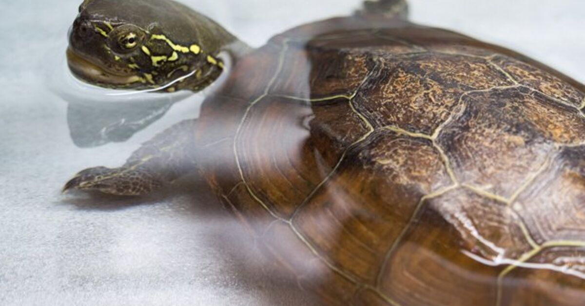 Turtle Re Reeves Turtle Breed Information and Pictures | PetGuide