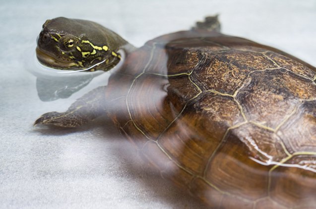 Reo Turtle Reeves Turtle Breed Information and Pictures | PetGuide