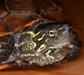 Reeves Turtle Breed Information and Pictures | PetGuide