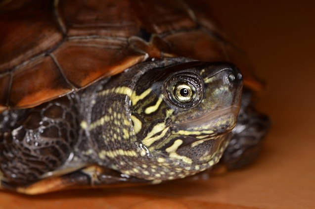 Reeves Turtle Breed Information and Pictures | PetGuide