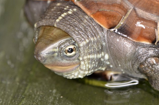reeves turtle