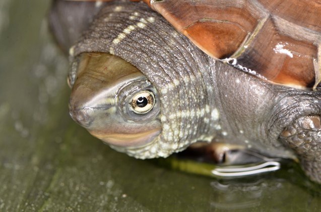 Reeves Turtle Breed Information and Pictures | PetGuide