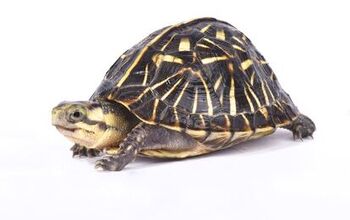 Florida Box Turtle Shell Florida Softshell Turtle Information and Pictures - PetGuide | PetGuide