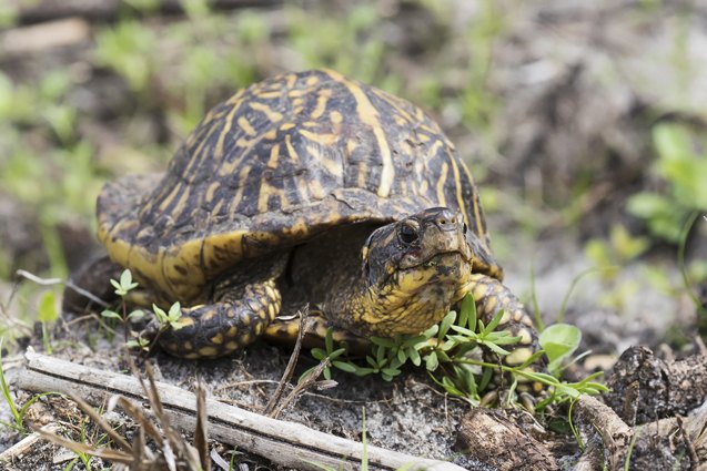 Florida Box Turtle Information and Pictures - PetGuide | PetGuide