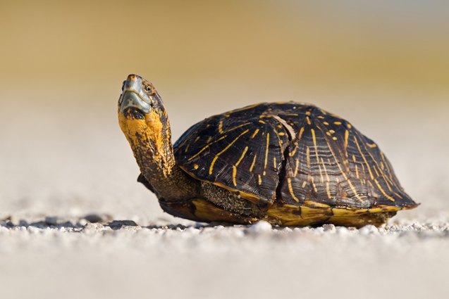 Florida Box Shell Turtle Florida Box Turtle Information and Pictures - PetGuide | PetGuide