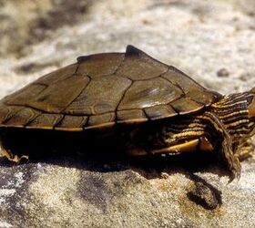 alabama map turtle