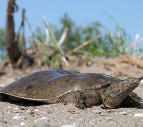 Spiny Softshell Turtle Information and Pictures - PetGuide