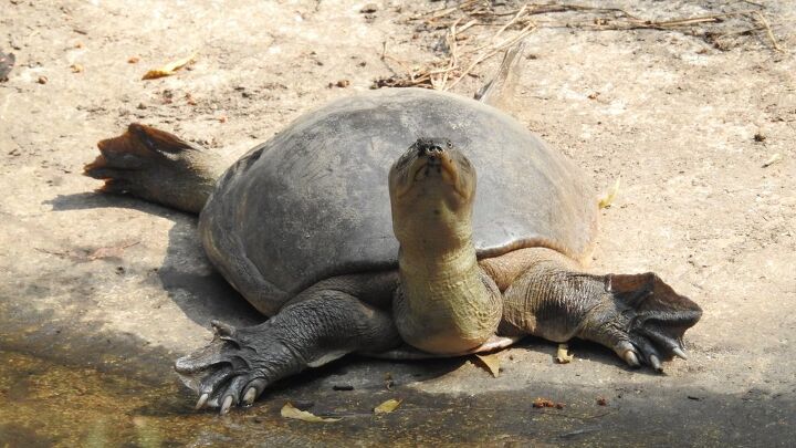 Spiny Softshell Turtle Information and Pictures - PetGuide | PetGuide