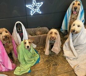 Dog Nativity Scene Has Us Counting Our Blessings