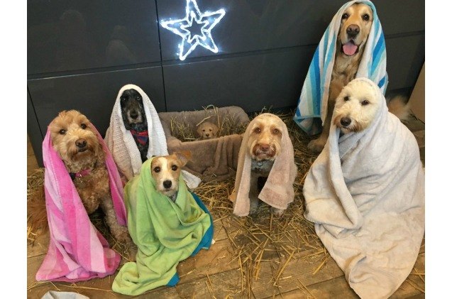 dog nativity scene has us counting our blessings