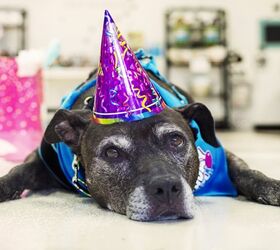petco holiday wishes come true for senior dog who wins 25 000