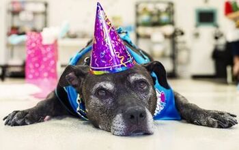 Petco Holiday Wishes Come True For Senior Dog Who Wins $25,000