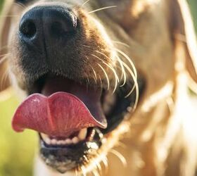 Is a Dog’s Mouth Really Cleaner Than a Human’s?