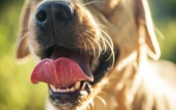 Is a Dog’s Mouth Really Cleaner Than a Human’s?