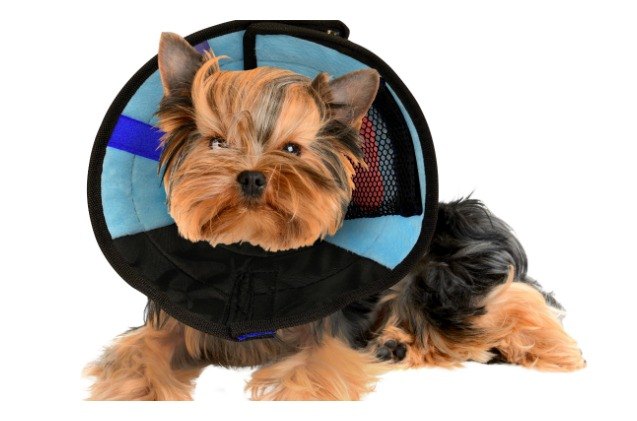 top 10 pet product picks from 2017
