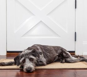 How To Spot True Separation Anxiety in Your Dog