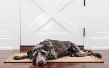 How To Spot True Separation Anxiety in Your Dog