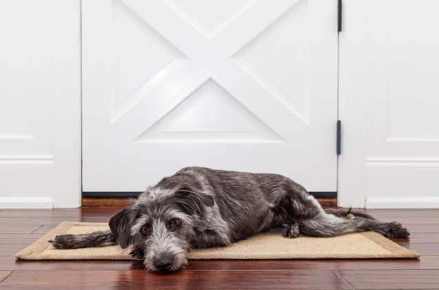 how to spot true separation anxiety in your dog