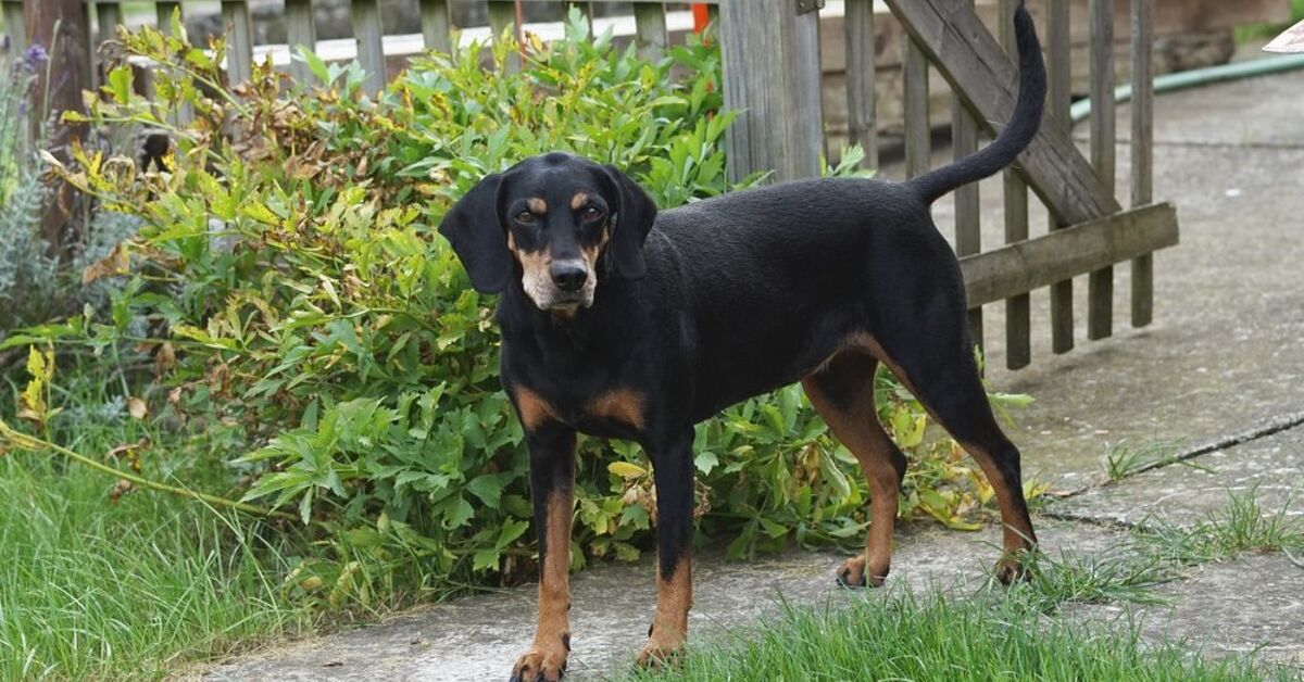 Black And Tan Coonhound Lab Mix Puppies