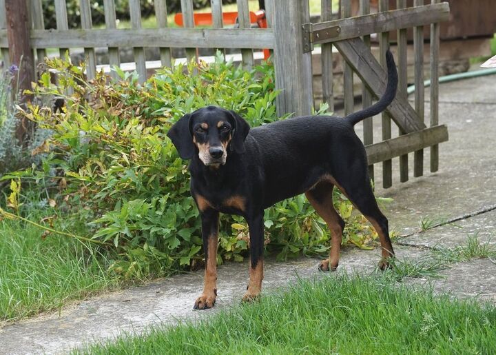 austrian black and tan hound