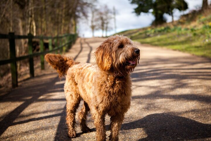 Chesa-Poo Dog Breed Health, Grooming, Feeding, Temperament and Puppies - PetGuide | PetGuide