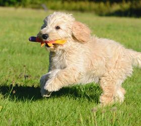Slud vinden er stærk smertestillende medicin Poo-Ton Dog Breed Terripoo Dog Breed Health, Temperament, Training, Feeding  and Grooming - PetGuide | PetGuide