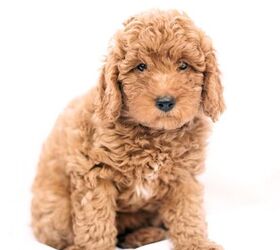 Poo-Ton Dog Breed Terripoo Dog Breed Health, Temperament, Training, Feeding Grooming - PetGuide | PetGuide