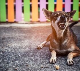 6 Tips for Managing a Territorial Dog
