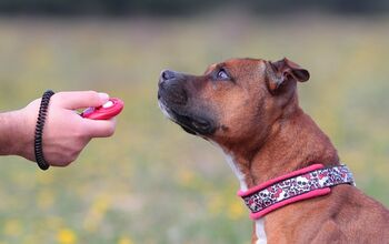 Should I Train My Dog With a Clicker?