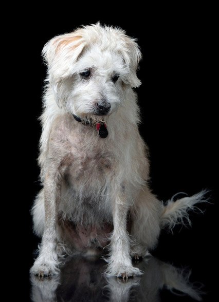 English Boodle: The Perfect Family Companion Pooch