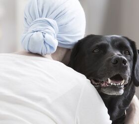 Study: Are Therapy Dogs Under Too Much Stress?