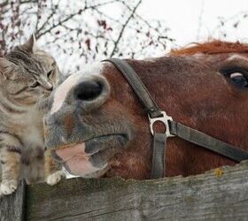 Giddy Up! Unlikely Friendship Has Cat at the Reins