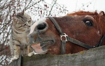 Giddy Up! Unlikely Friendship Has Cat at the Reins