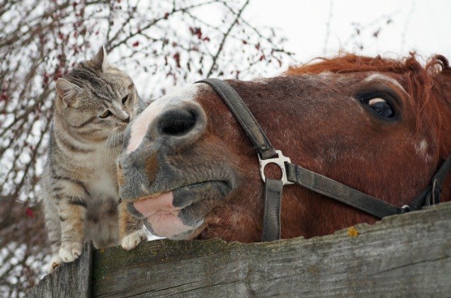 giddy up unlikely friendship has cat at the reins