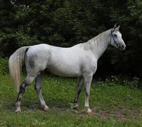 Holsteiner Horse