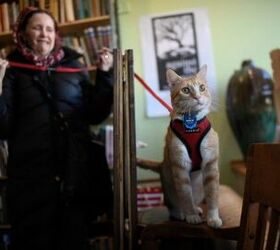 Banned Library Cat Has New Gig as Part Of Literacy Movement