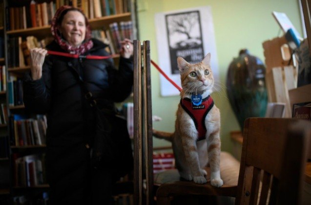 banned library cat has new gig as part of literacy movement