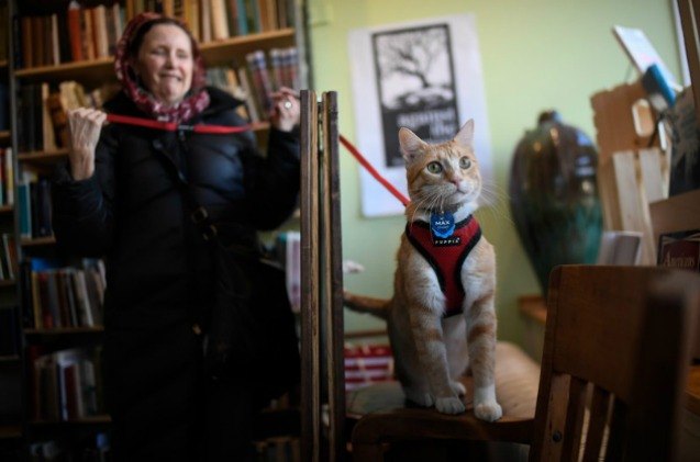 Library Cat Warning Banned Library Cat Has New Gig as Part Of Literacy Movement | PetGuide