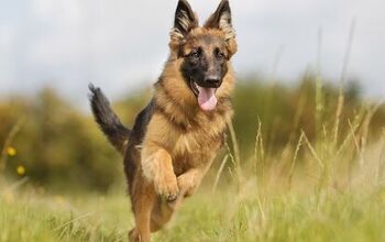All About Elbow Dysplasia in Dogs
