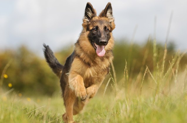 all about elbow dysplasia in dogs