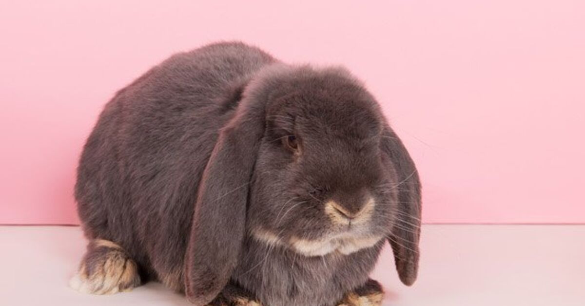 German Lop