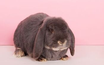 Rabbit Breeds | PetGuide