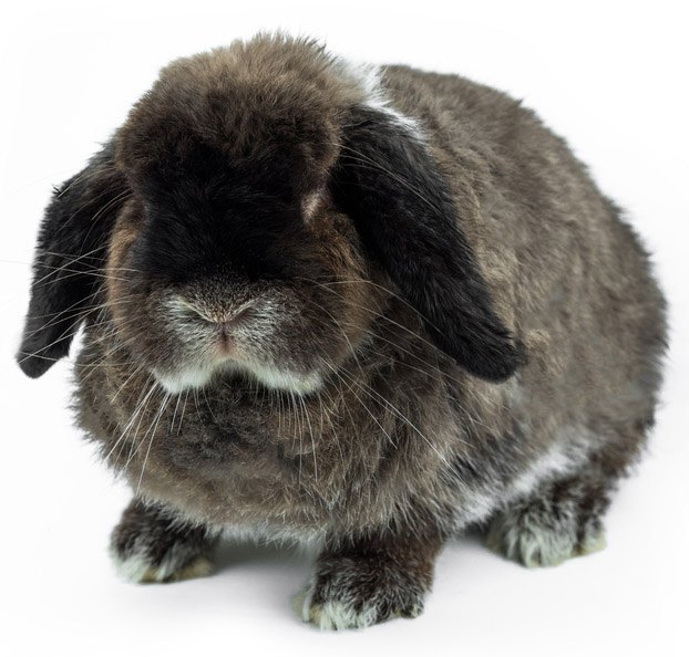 Meissner Lop Breed Information and Pictures - PetGuide | PetGuide