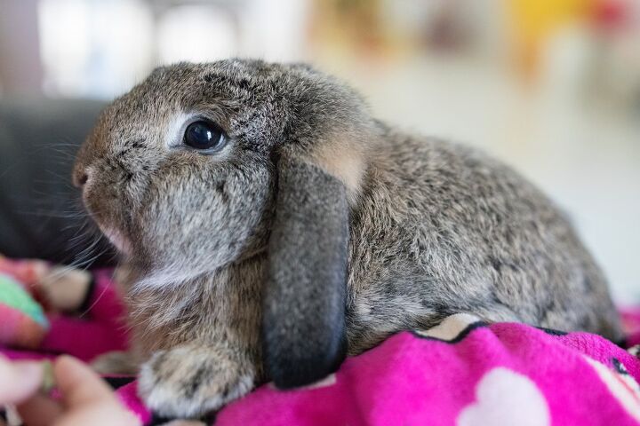 Meissner Lop Breed Information and Pictures - PetGuide | PetGuide