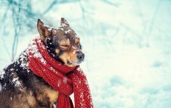 Is Your Dog in Danger Because of Winter Temperatures?
