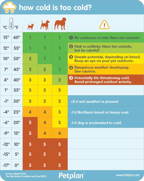 is your dog in danger because of winter temperatures