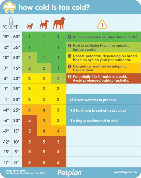 Is Your Dog in Danger Because of Winter Temperatures? | PetGuide